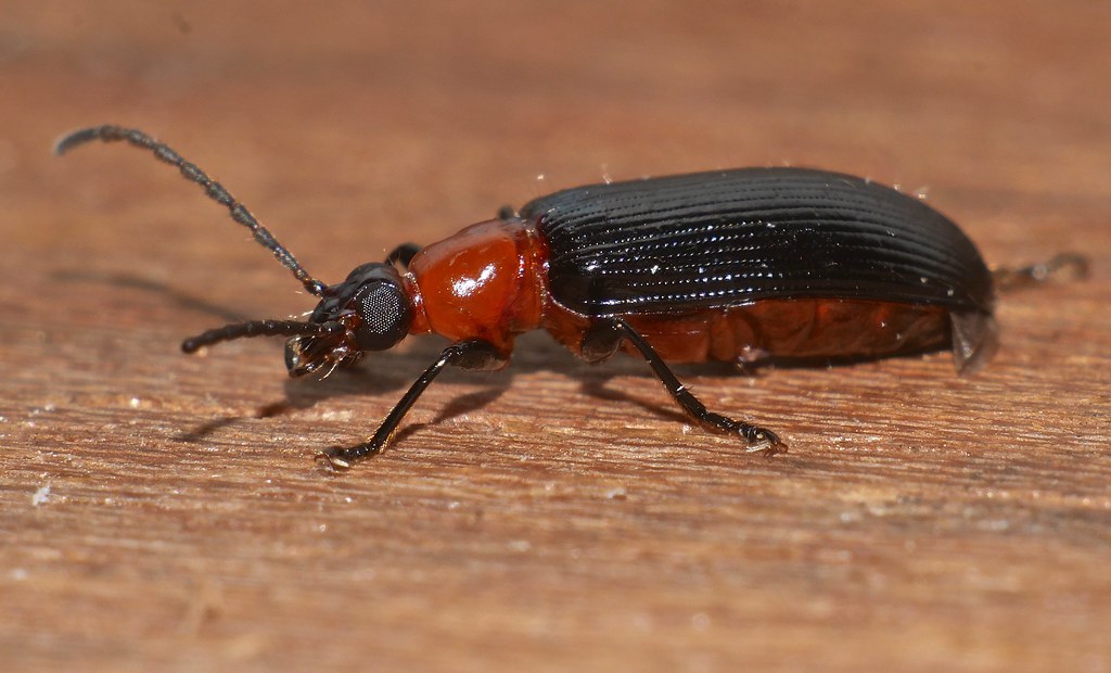 10mm long beetle  Casnonidea variabilis ( McLeay 1887 ) Tenebrionidae Lagriinae attracted to night light Airlie Beach rainforest P1160640