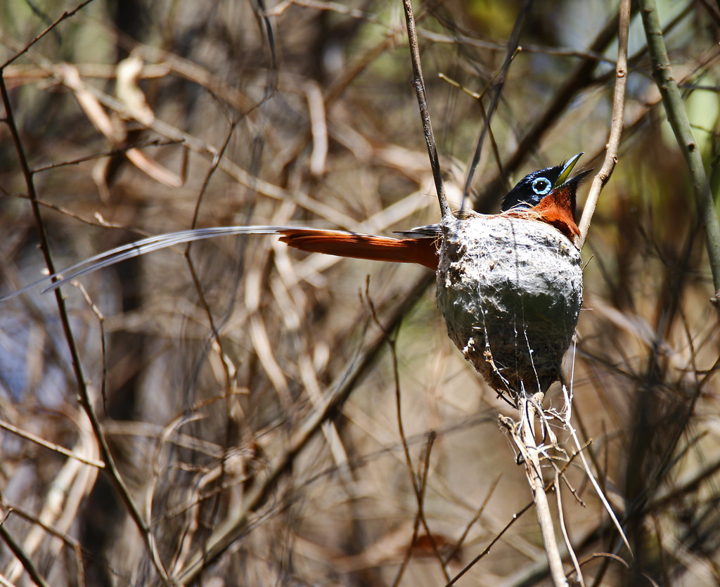 Patience In Demand Madagascar Paradise Flycatcher Vilsandi Flickr