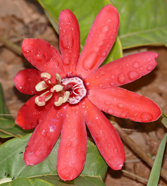 Red Passion Flower (Passiflora glandulosa)