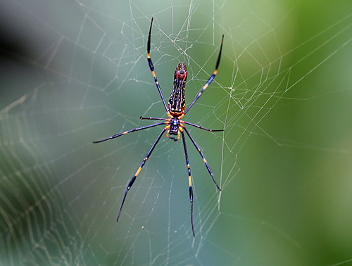 spider nephila canoneos6d geo:country=australia orbweaver taxonomy:binomial=nephilapilipes pilipes