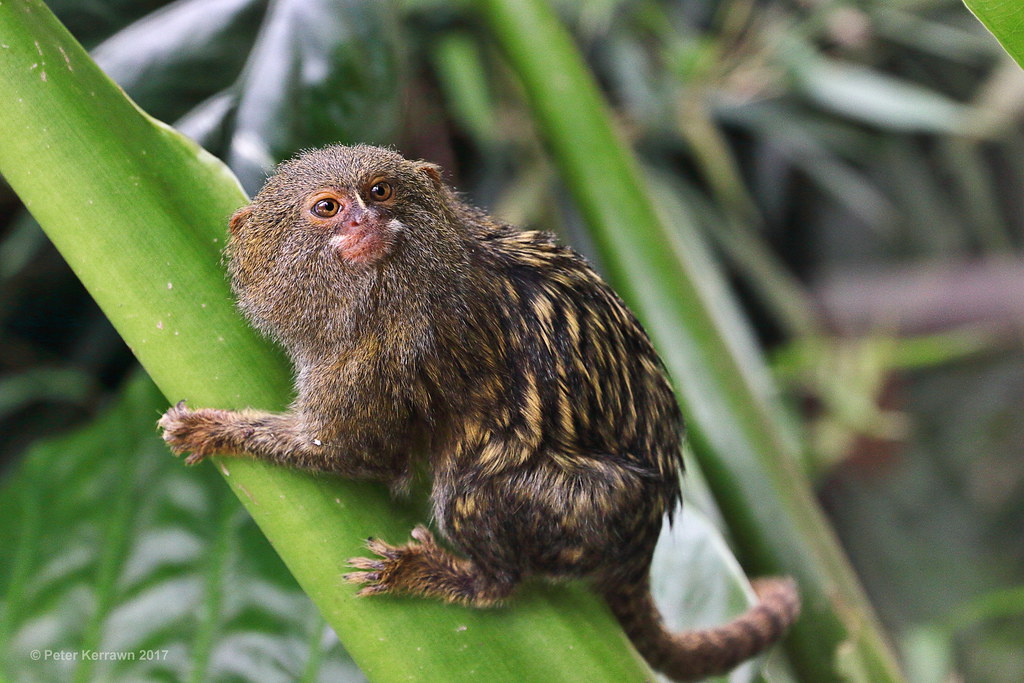 pygmy marmoset