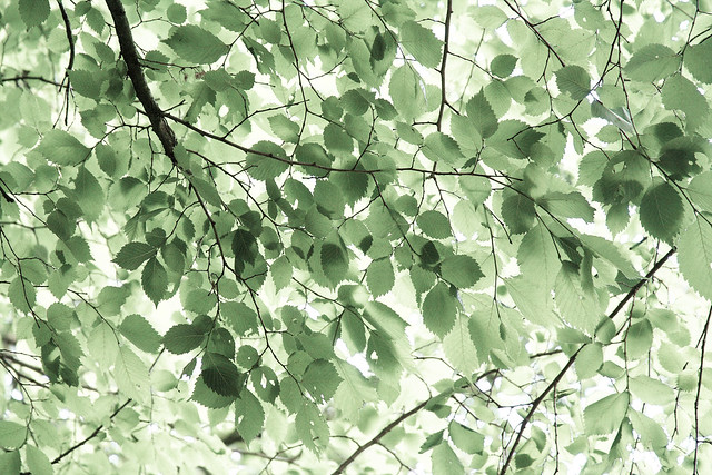 Beech leaves, Williamson Park, Lancaster, UK