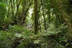 Selva valdiviana del PN Puyehue, en el sendero "El Pionero"