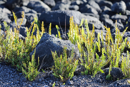hawai’ivolcanoesnationalpark hawaii maunaulu basalt boulders ferns plants lavaflows vesicularbasalt vesicles wyojones np