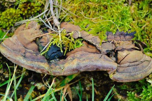Old bracket fungus, Bantock Park