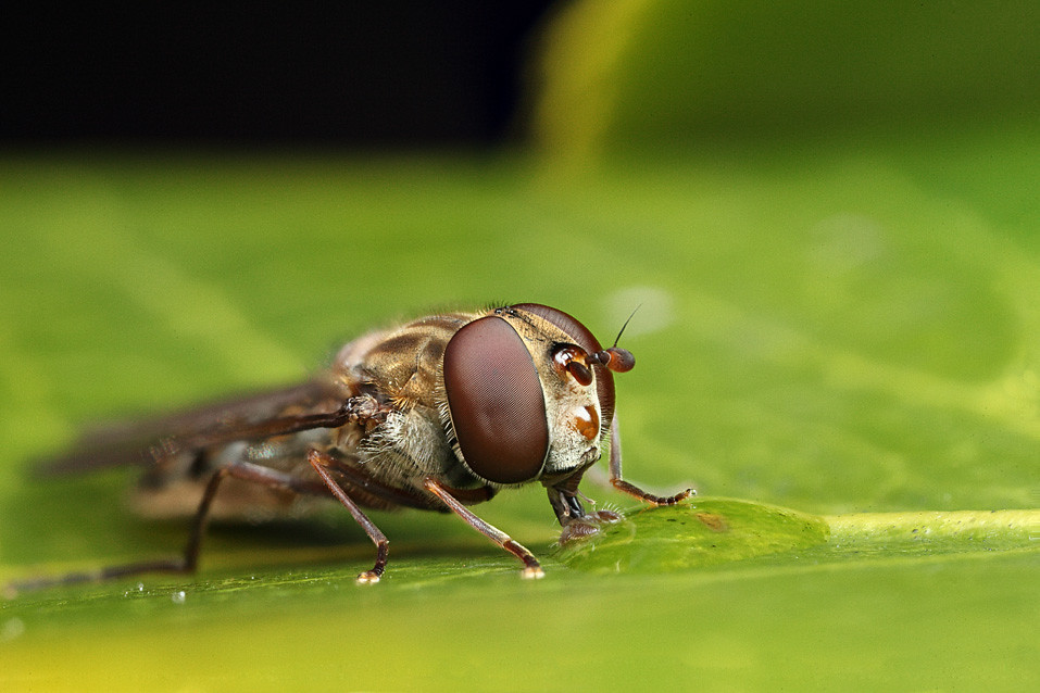 Hoverfly Episyrphus balteatus #4