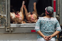 Inspecting Pork for Purchase, Caucasia Colombia