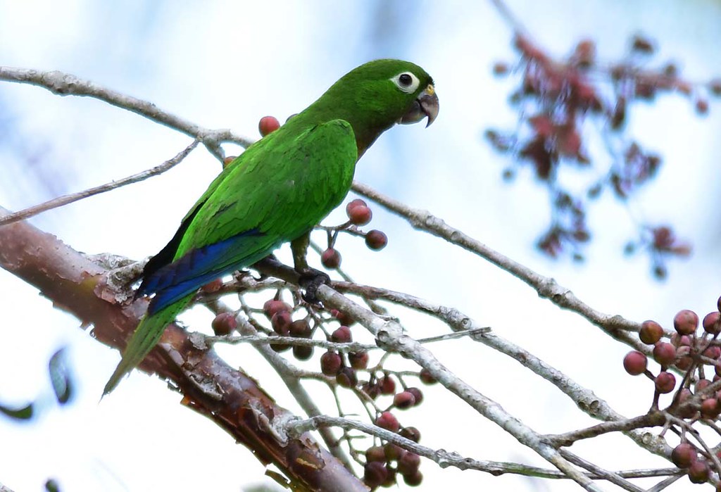 Aztec parakeet | orientalizing | Flickr