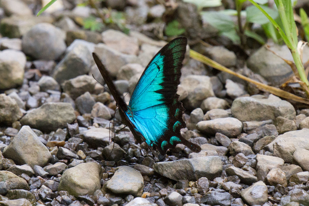 Papilio lorquinianus dewaro (Seagreen Swallowtail)