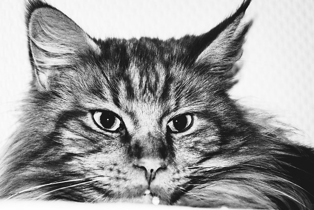 Tomcat monochrome #5