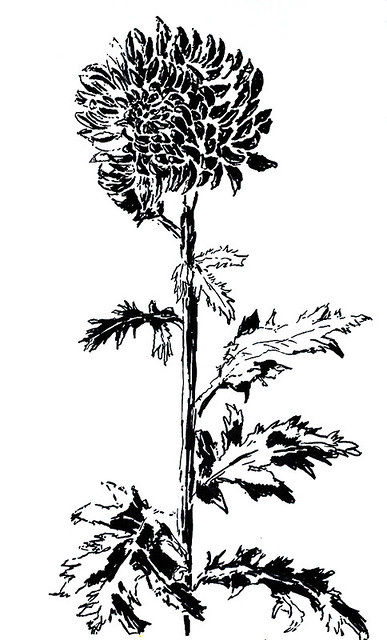 Один из цветковых рисунков цветов в карандашных чернилах акварель черно-белый уголь на бумаге
