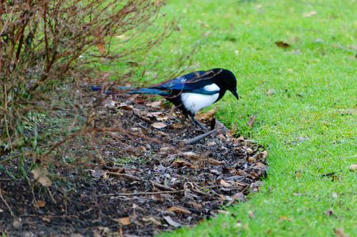 Magpie on the prowl, West Park