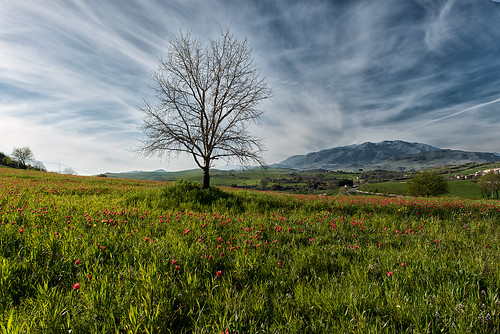 blufi palermo italy sicilia landscape nature tree field hayfield sky outdoors flower agriculture flora grass cloud idyllic summer season rural panoramic growth countryside environment