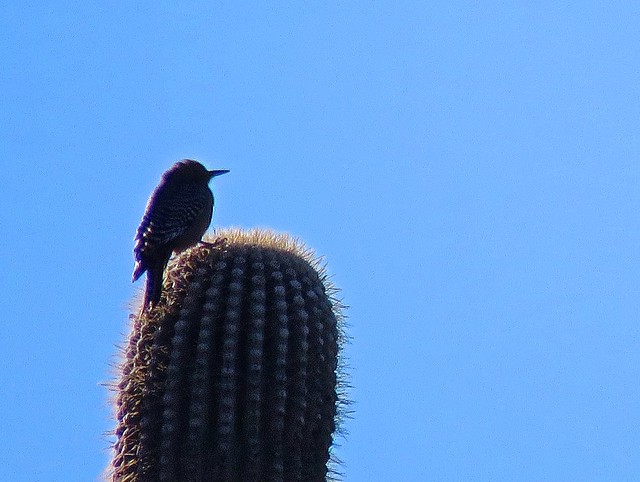 Cactus Wren Closeup Atop Large Saguaro