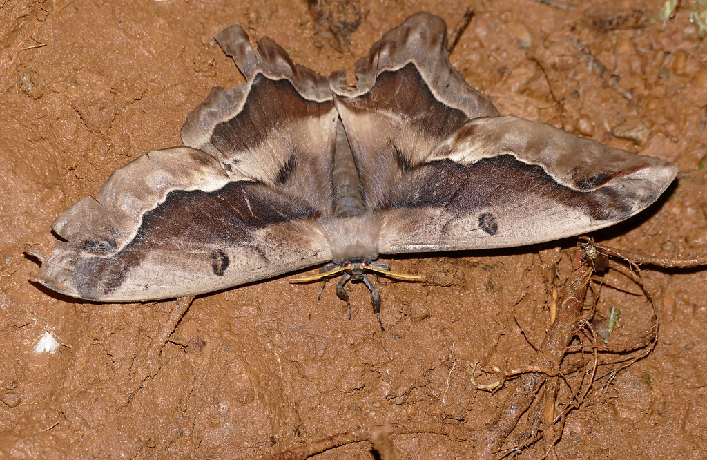 Saturniid Moth (Arsenura sylla)