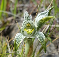Orchid - Chloraea magellanica