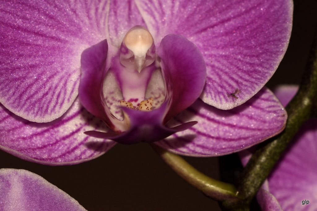 Orchidea in agguato
