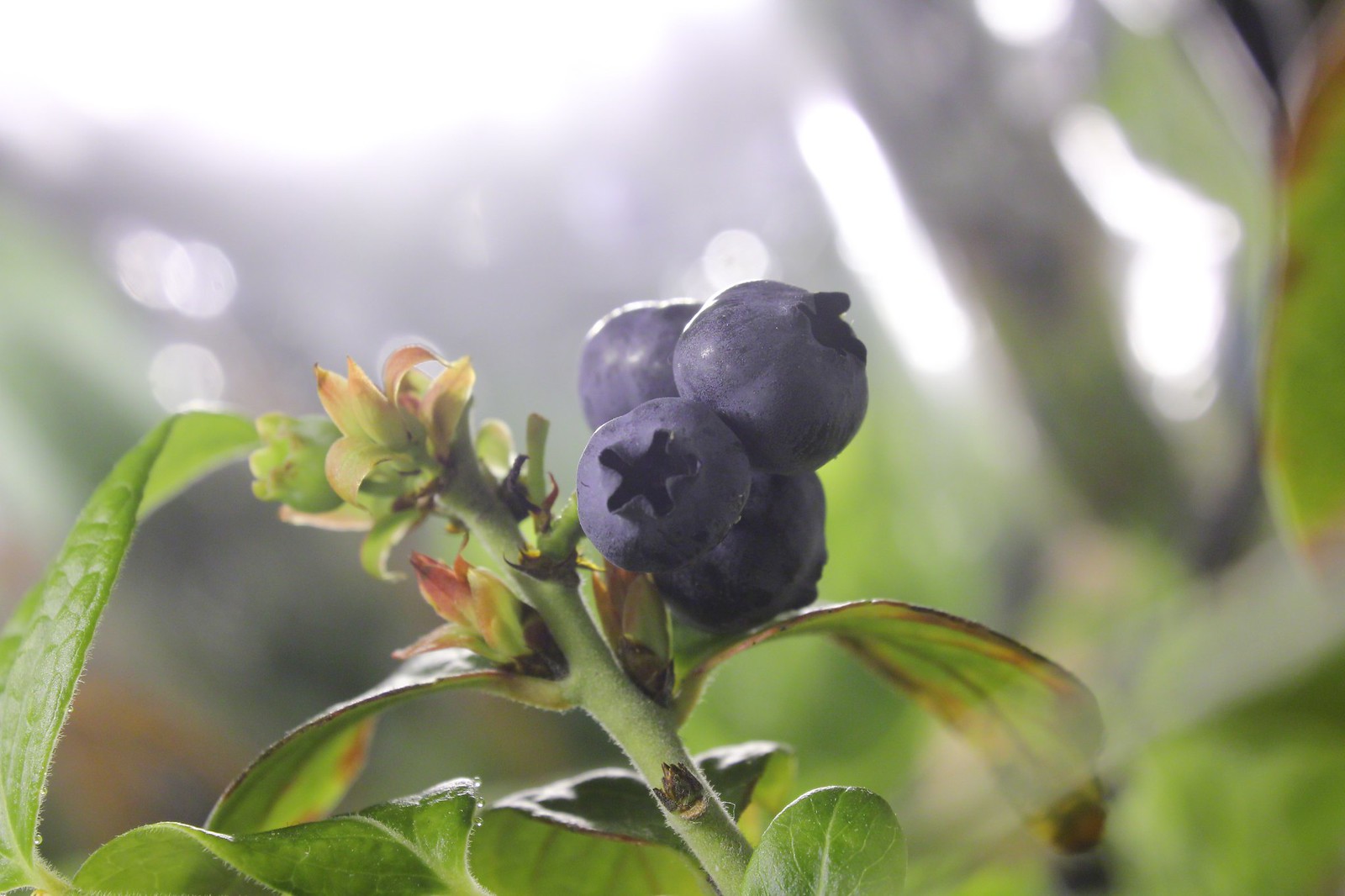 Indoor blueberries