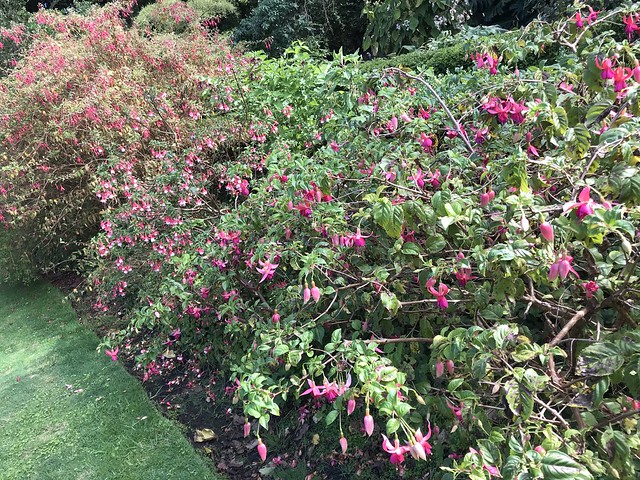 Fuchsia garden, Geelong Botanic Gardens