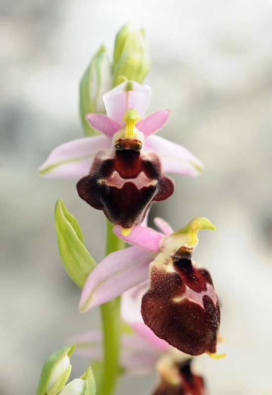 20170412-081F | Brillen-Ragwurz (Ophrys biscutella) bei Monte Sant'Angelo. Apulien, 12.04.2017