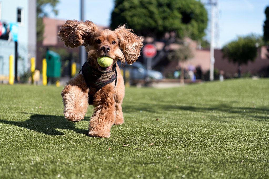 West Hollywood Park Off-leash Dog Parks Grand Opening