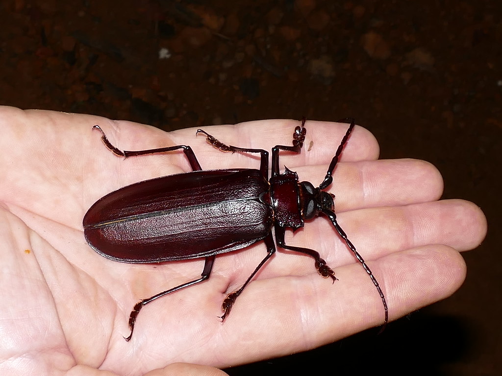 Titan Beetle (Titanus giganteus), very small specimen ...