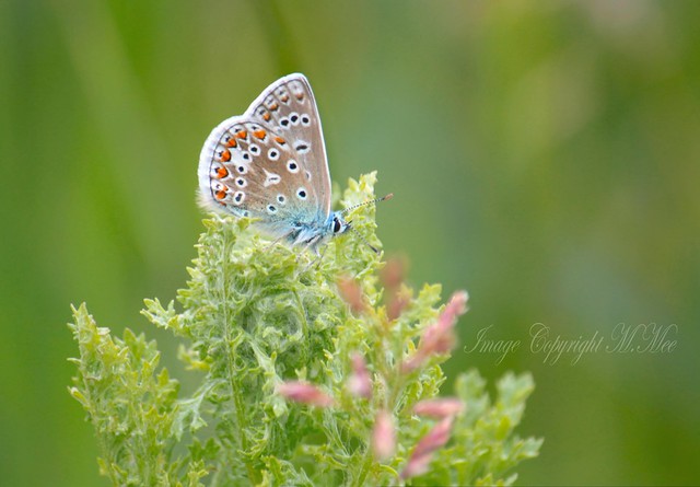 Another 'Common Blue' ( Explored )