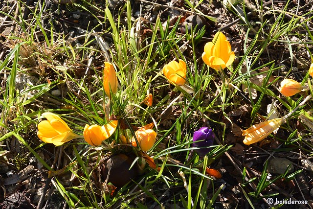 Yellow crocuses (and a little spot of blue)