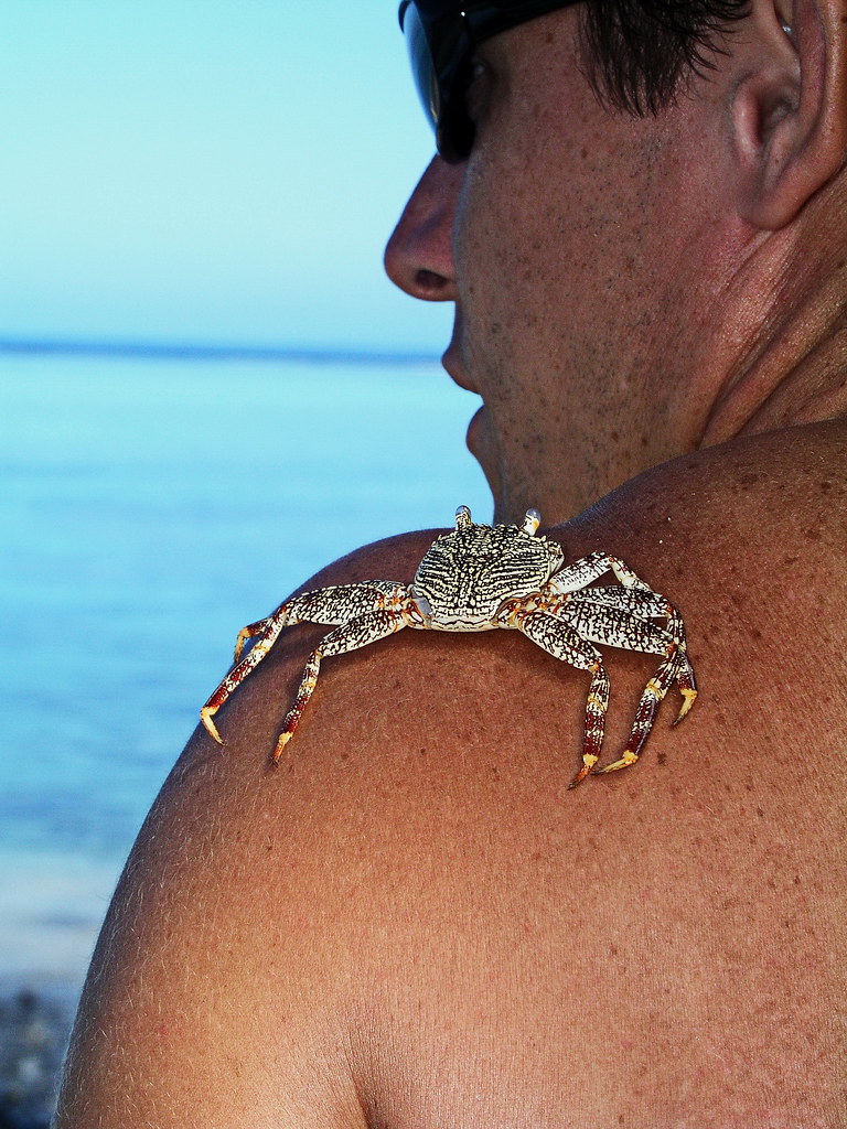Tatouage virtuel d'un crabe en 3D à Tahiti | La plage du ...