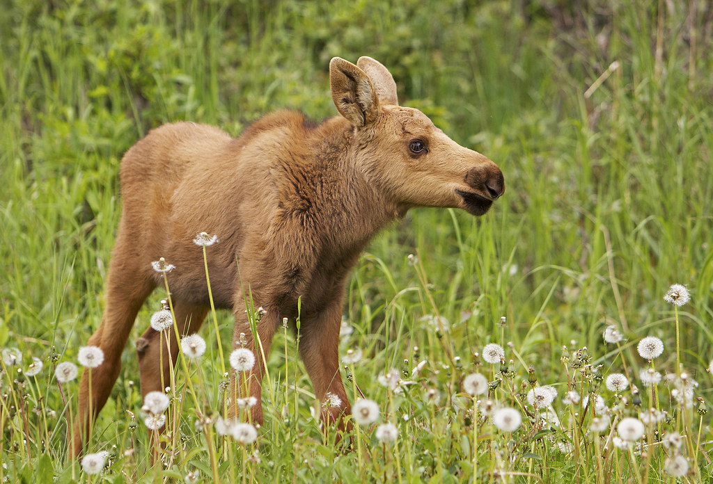 Baby Moose Calf.