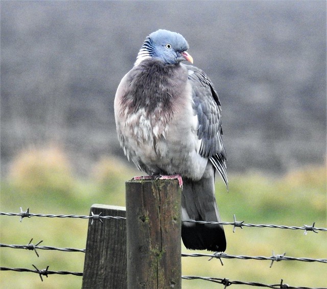Wood Pigeon On Barbed Wire Post