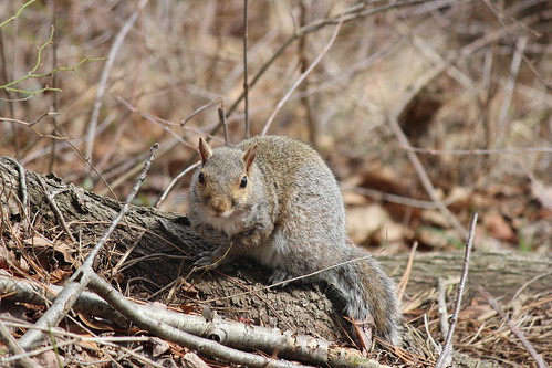 Photo of squirrel in the woods