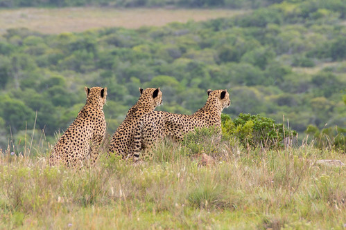 gamepark pumba africa safari gepard cheetah