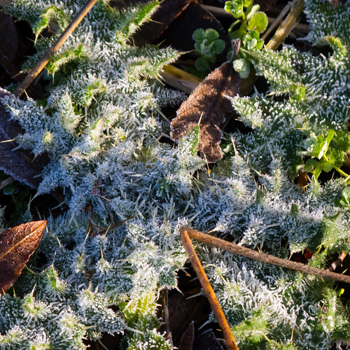 Thistle, heavily frosted
