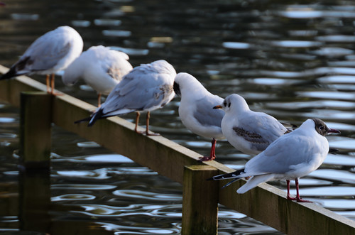 Black-headed gulls lining up, West Park