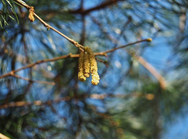 catkins above