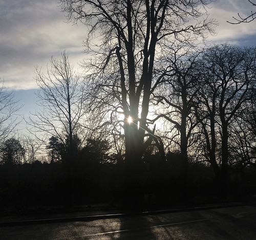 leicestershire trees light morning winter sunrise shadows