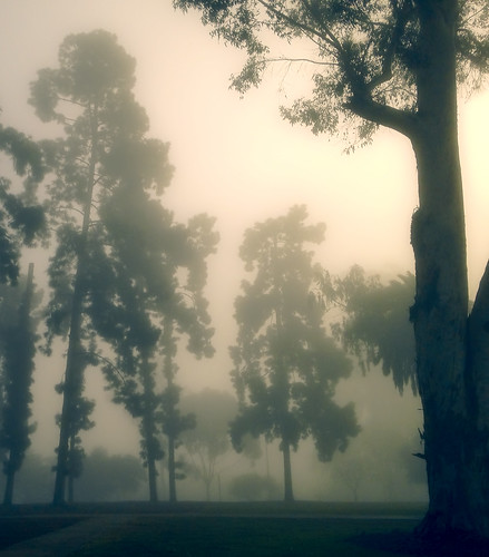california sandiego balboapark trees fog blackandwhite faa getty