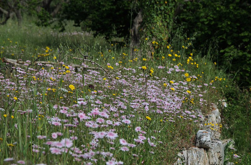 20170416-002F | Wiese mit Rotem Pippau (Crepis rubra) in Alberobello. Apulien, 16.04.2017