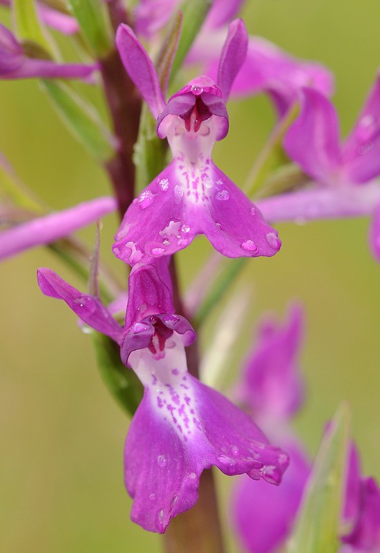 20170417-037F | Hybride Lockerblütiges × Sumpf-Knabenkraut (Anacamptis laxiflora × palustris = A. × intermedia) bei Torre Rinalda. Apulien, 17.04.2017