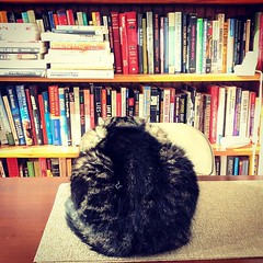 "so many bills, so little time... And by passed are so little, I can't even hold some of those books!". #catstagram #cats #catsofinstagram #bookstagram #bookshelf #ArsenalStreet #books