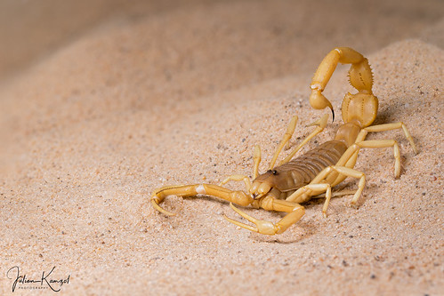 Shield-Tailed Scorpion | by mygale.de