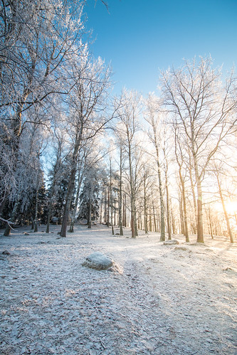 winter cold wonderland snow ice trees forest grass frozen sunset sun ray clear sky canon canonm5 canonefs1018mmf4556isstm blue tree nature nordics