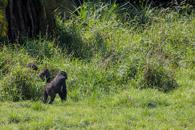 Western lowland gorillas, Lobéké National Park, Cameroon