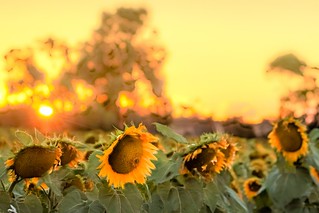 Sunflowers Sunset-20