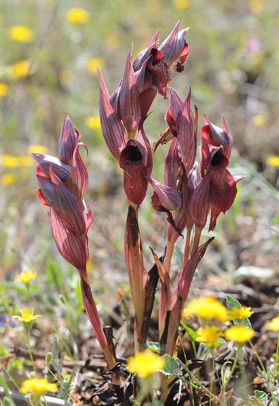 20170415-008F | Hybride Apulischer × Herzförmiger Zungenstendel (Serapias apulica × cordigera) bei Torre Canne. Apulien, 15.04.2017