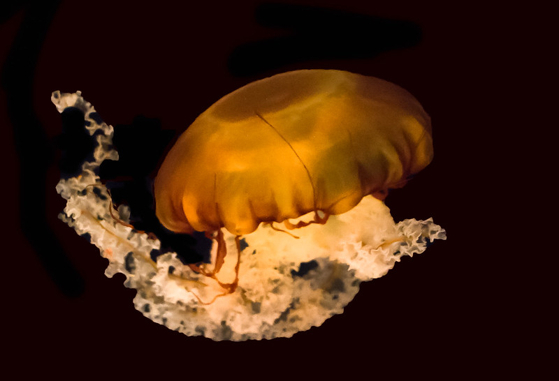 Chrysaora Fuscescens (Pacific Sea Nettle)