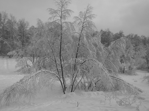 city canon europe cityscape view russia moscow vue ville winter white color colour nature grey hiver picture february blanc monochromic album season day neve neige branch bough park pond kuskovo beautiful