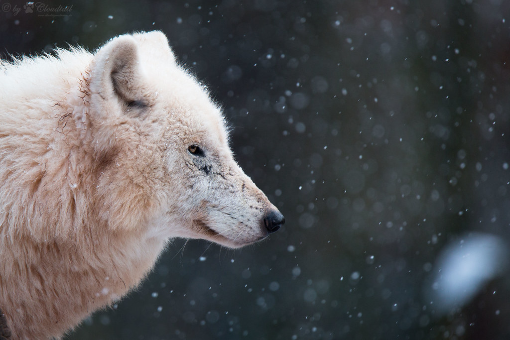 Arctic wolf | A picture from an arctic wolf | Cloudtail the Snow ...