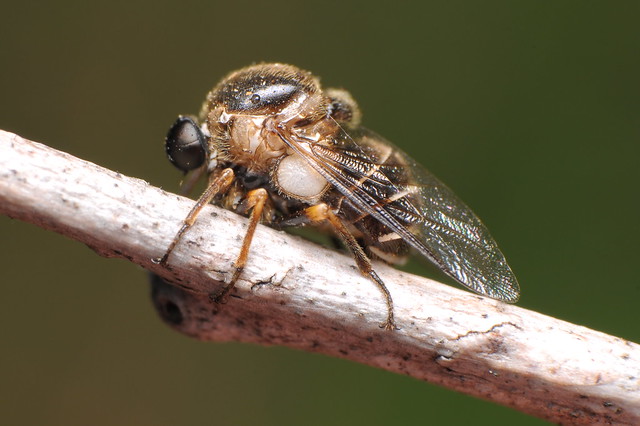 Acroceridae (Small-headed Flies)